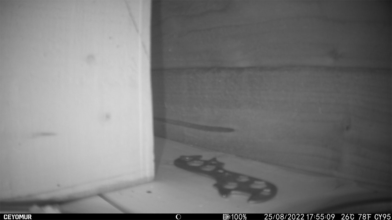 Ceyomur camera inside hedgehog house